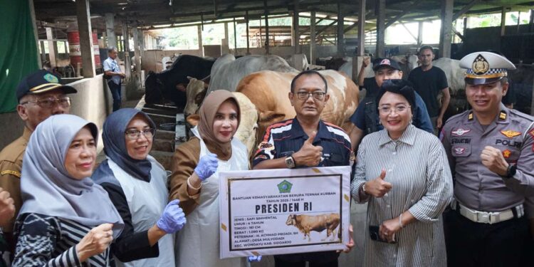 Sidoarjo Dapat Bantuan Sapi Seberat 1,08 Ton dari Presiden Prabowo