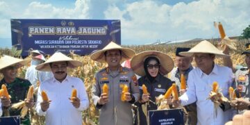 Panen Raya Jagung di Sidoarjo, Menteri Imipas: Ketahanan Pangan Dimulai dari Diri Sendiri